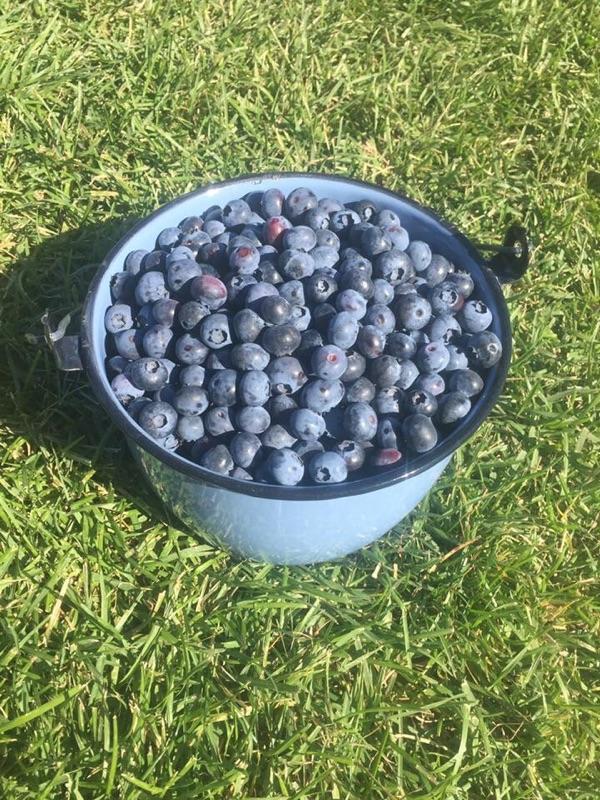 blueberries in a bucket