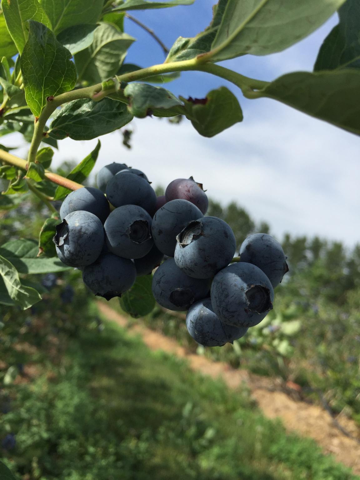 blueberries on the vine