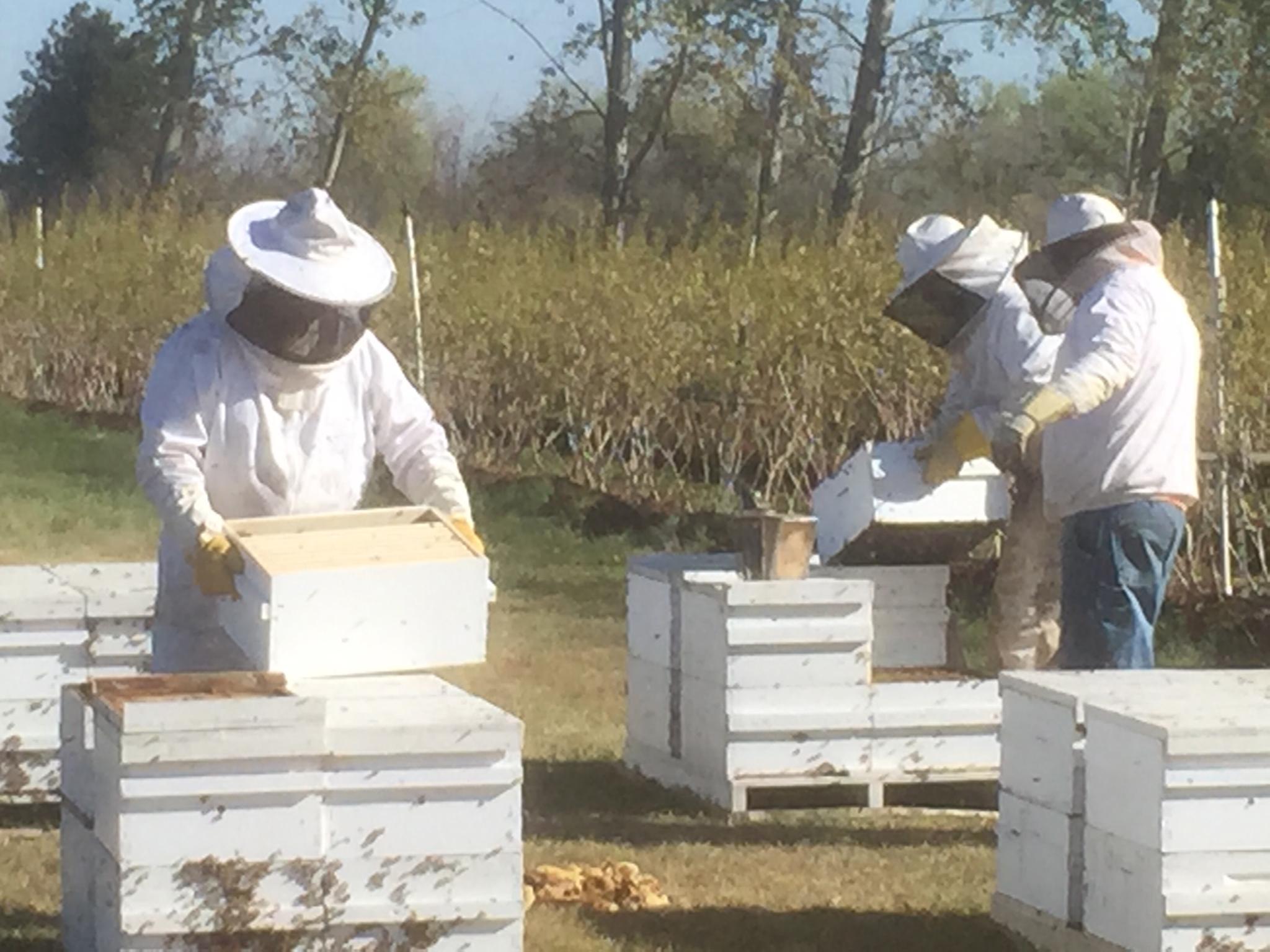 3 bee keepers