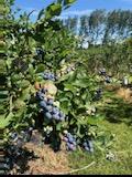 close up of large blueberries on the vine