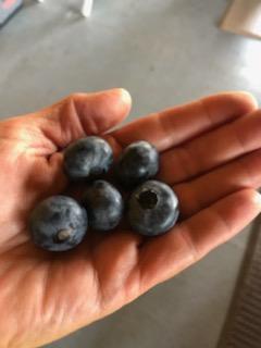 a hand with five blueberries