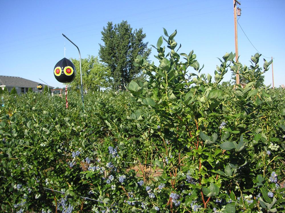 blueberry plants