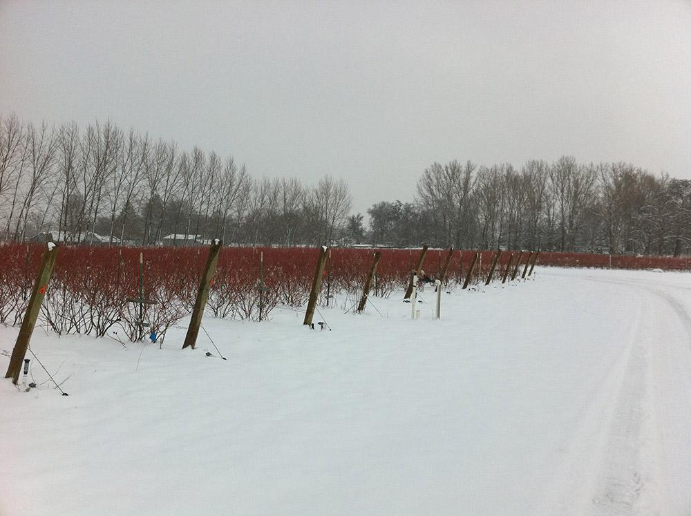 rows of blueberries in winter