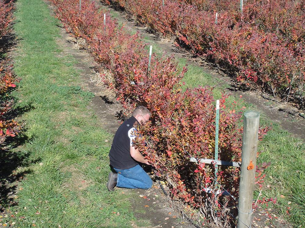 short rows of blueberries
