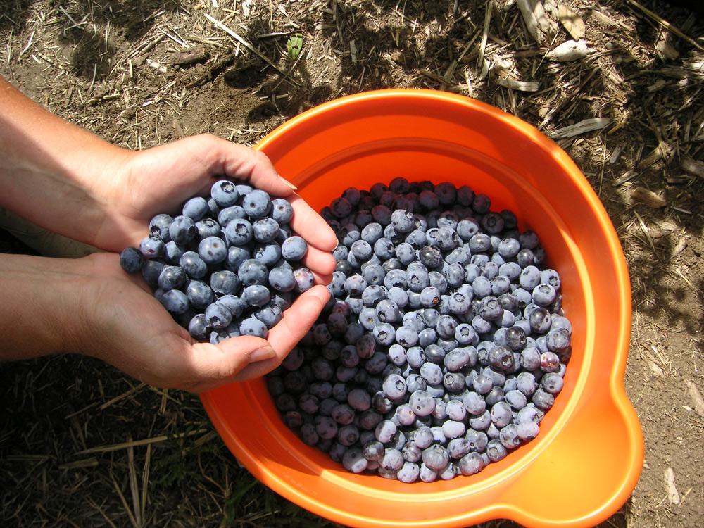 a bucket of blueberries