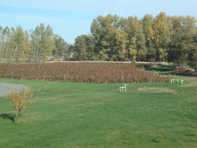 rows of blueberries
